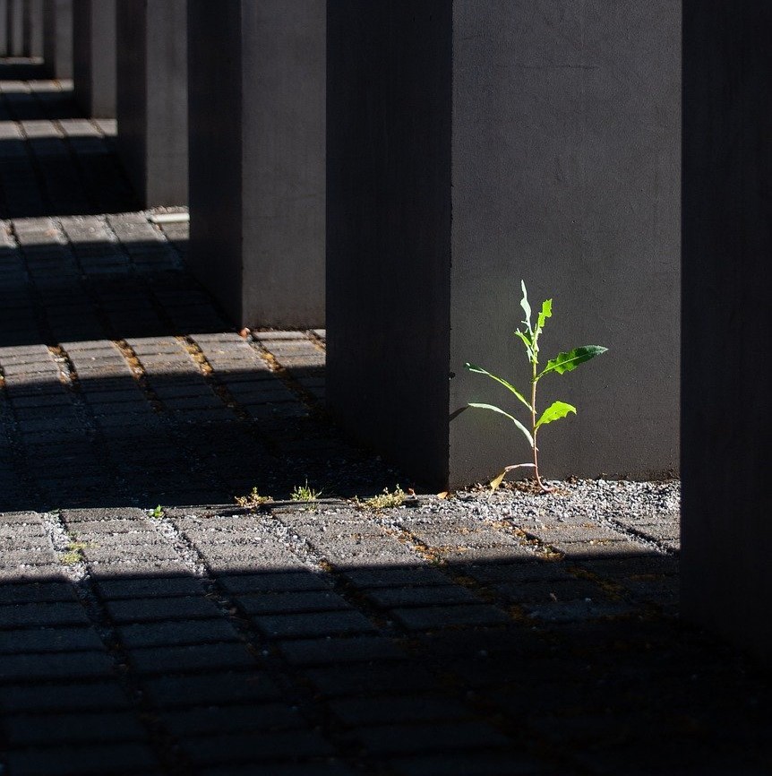 plante au milieu de piliers de bâtiment